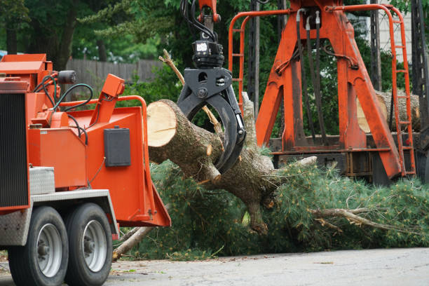 Why Choose Our Tree Removal Services in West Monroe, LA?